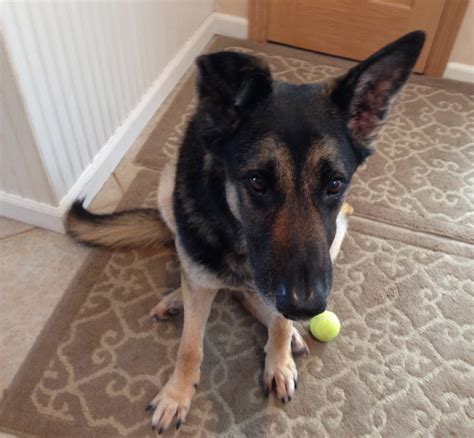 Sidney Available German Shepherd Dog At Shepherds Hope Rescue