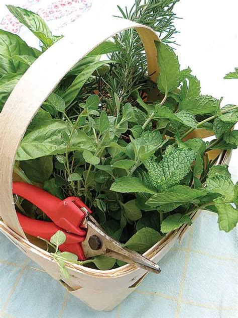 Harvesting Storing Preserving Herbs From The Garden News Sports