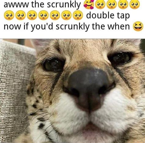 A The Scrunkly Aw Double Tap Now If Youd Scrunkly The When Meme