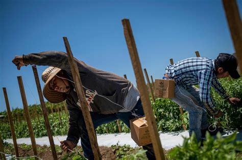 Mexican Farm Laborers Go To Work In Puerto Rico While Local Workers