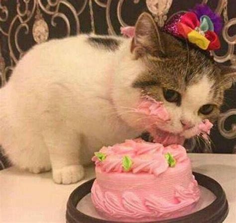 Cat Licking Your Birthday Cake Birthday Card Message
