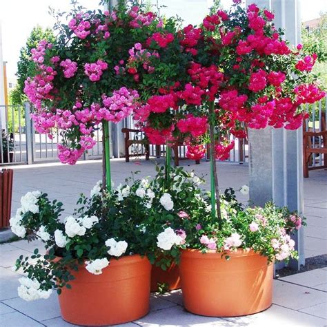 Check spelling or type a new query. Pin en flores