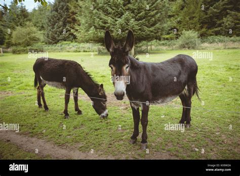 Two Donkeys Standing On A Grass Stock Photo Alamy