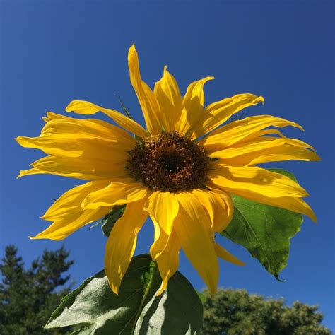 Helianthus Annuus American Giant Sunflower American Giant In