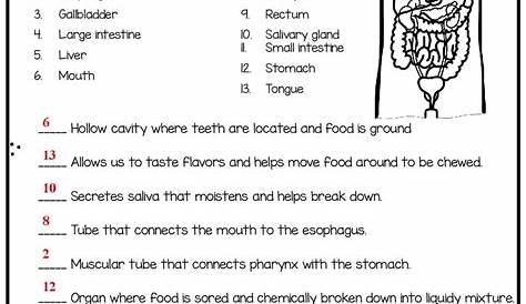 human digestive system worksheet answers