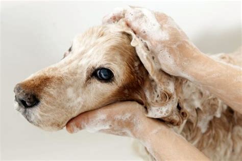 Follicolite Canina Cause Conseguenze Cure E Trattamenti