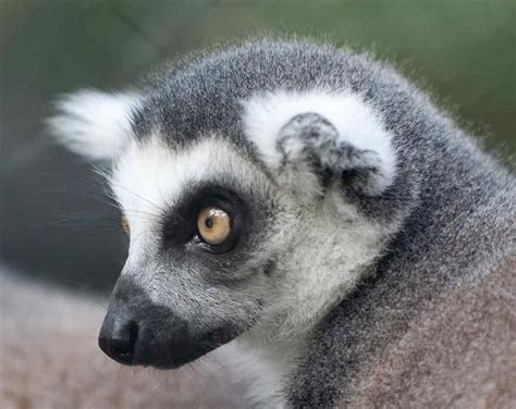 Ring Tailed Lemur Face Biological Science Picture Directory