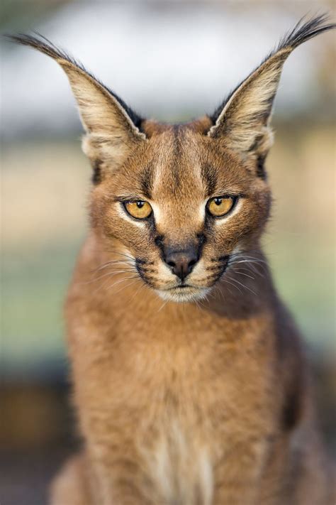 Important Facts About Caracal Pet You Need To Know Caracal Kittens Baby
