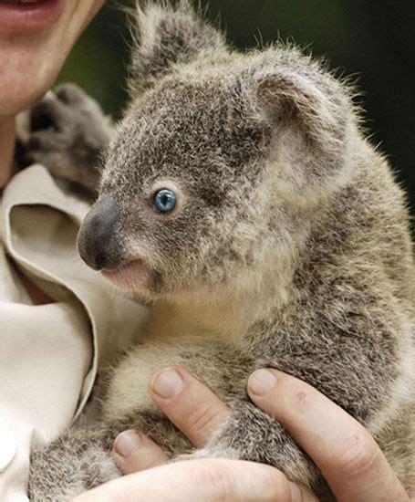 Blue Eyed Cutie Baby Animals Cute Animals Australia Animals