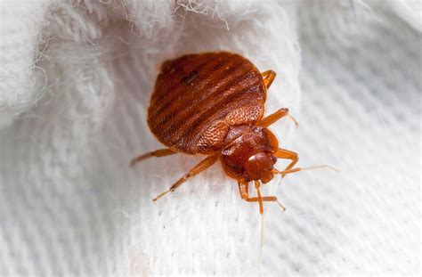 Once in your home, bedbugs scurry quickly to select a new hiding place; What to Do If You Find Bed Bugs in Your House - Bedbug ...