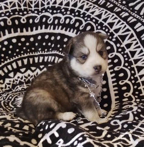 Miniature Siberian Husky Puppy For Sale Gray And White Male Blue Eyes