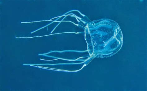 Raising Pet Jellyfish Mangrove Box Jellyfish