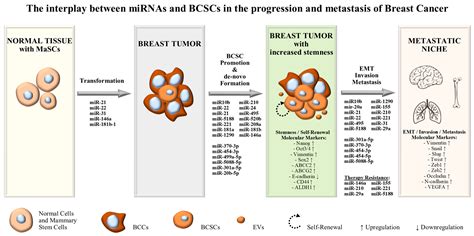 Oncogenic Mirnas In Breast Cancer Progression And Metastasis