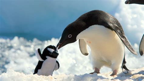 Wallpaper Penguins Snow Baby Care Hd Picture Image