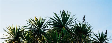 Yucca plants are very adaptable and thrive in a wide range of environments, making them ideal house or garden plants in many parts of the world. 17 Unique Yucca Plants & How to Care for Them