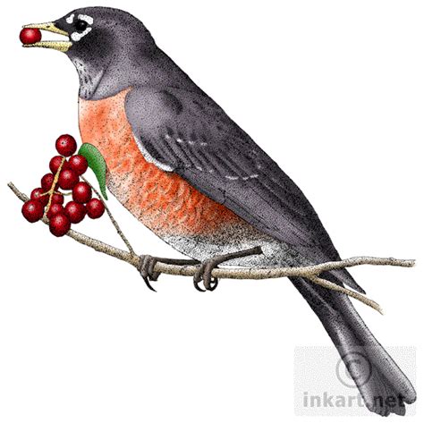 American Robin Png Images Transparent Free Download