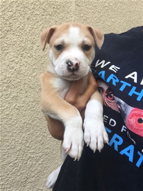 Why buy a beagle puppy for sale if you can adopt and save a life? Pitbull Pups - Rocket Dog Rescue
