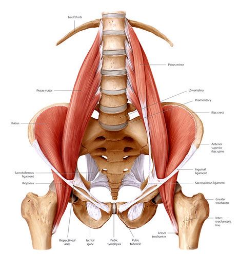 The hip muscles are all the muscles that act on the hip joint. Stretch Your Hip Flexor Muscles | Dr Peggy Malone