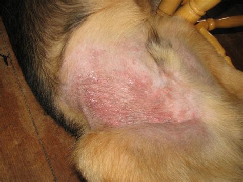 Please Help Us Identify This Rash On 7 Mth Old Pup