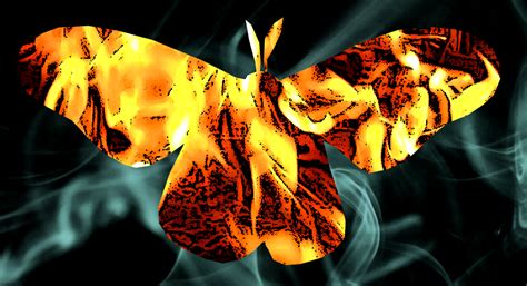 Moth Devoured In Flame Poem By Daniel Cryns By Journal Of Radical