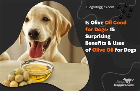 Is Olive Oil Good For Dogs 15 Surprising Benefits And Uses