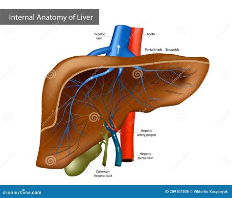 Internal Anatomy Of Liver Medical Illustration Stock Vector