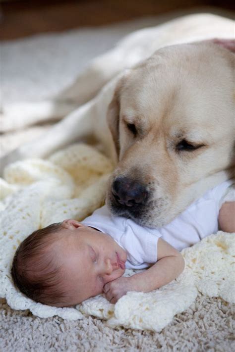 Photos De Labradors Qui Vous Feront R Fl Chir Avant Den Adopter Un