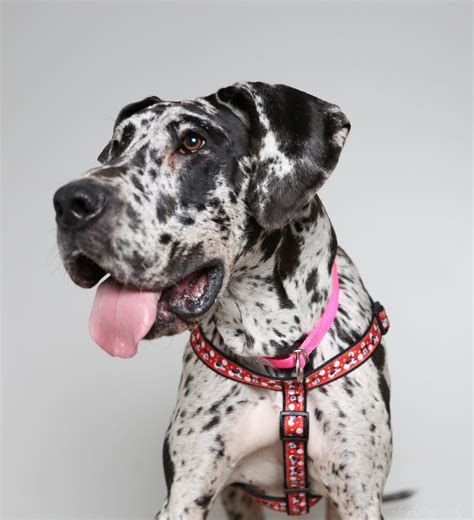 Because of a puppy's natural energy, dane owners given their large size, great danes continue to grow (mostly gaining weight) longer than most dogs. Great Dane dog for Adoption in Eden Prairie, MN. ADN ...