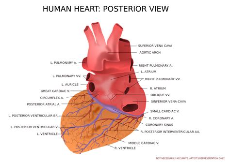 Human Heart Posterior View Clip Art Image Clipsafari