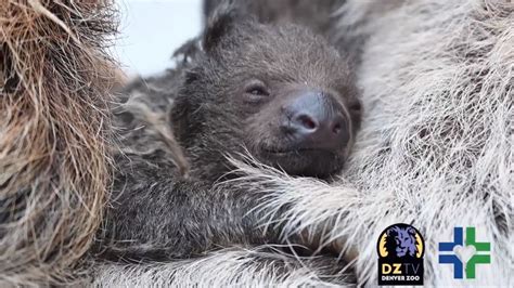 Denver Zoo Names Baby Sloth Wicket