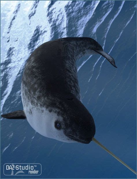 Narwhal Narwhalmermaid Sea Creatures Water Animals Dolphins