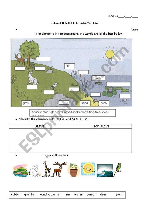 Elements In The Ecosystem Esl Worksheet By Carucha