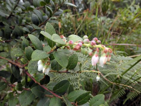 Vaccinium Ericaceae