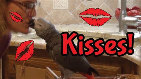 Einstein Parrot Talks About Kissing And Shares Kisses In The Kitchen Youtube