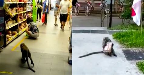 Monkey Steals Bread From Spore Supermarket And Eats It In Front Of