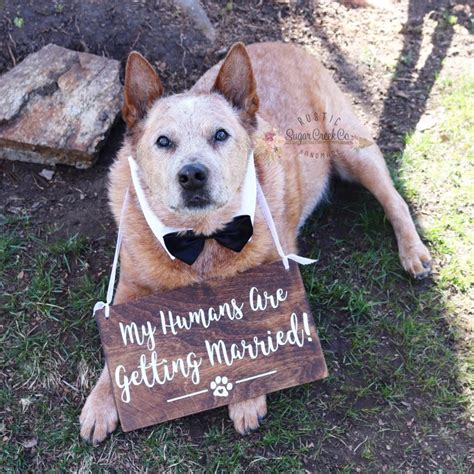 Dog Wedding Ideas 10 Cutest Ways To Include Dogs In Weddings