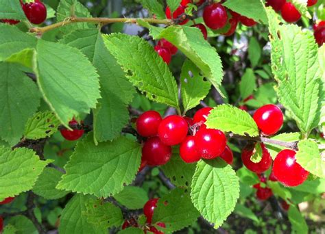 Nanking Cherry Alaska Fruits And Berries