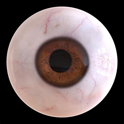 3d Iris Anatomy Eye Pupil Model Turbosquid 1324368