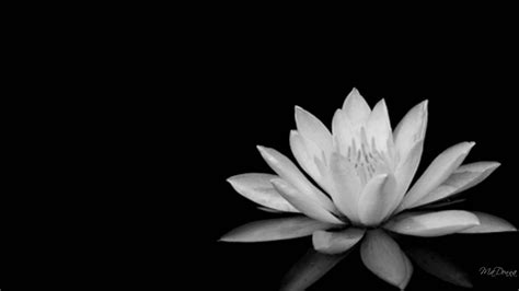 Download Black And White Lotus Flower Wallpaper