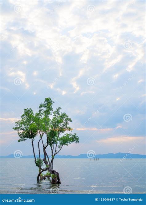 Mangroves Tree In The Sea Stock Image Image Of Peaceful 132046837