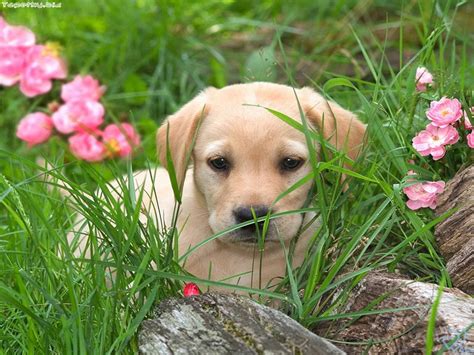 Free Spring Wallpaper With Dogs Wallpapersafari