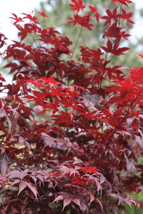 Red Japanese Maple Free Stock Photo Public Domain Pictures