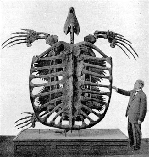 Archelon The Largest Species Of Turtles That Have Ever Lived They