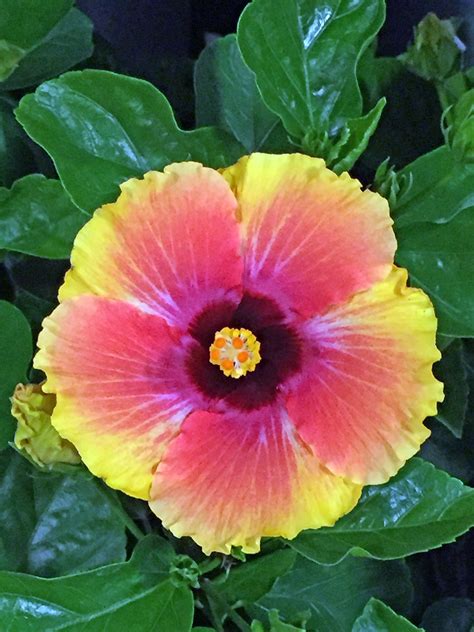 Ivy, the tenth track from evermore, tells the story of a married woman falling in love with a person who is not her husband, leading to an affair. GardenLady.com | I Love Tropical Hibiscus