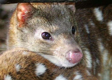 Spotted Tail Quoll Quoll Cute Animals Quokka