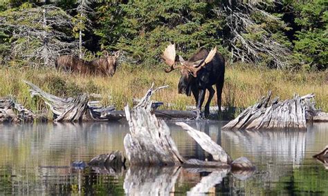 Algonquin Un Parc Qui Se D Couvre Chaque Saison