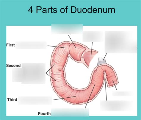 Parts Of Duodenum Antatomy Diagram Quizlet