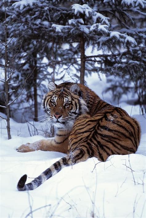 Siberian Tiger Lying On Mound Of Snow By Natural Selection David Ponton