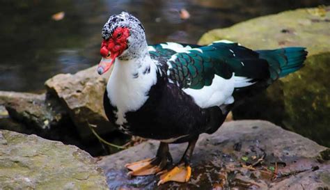 Muscovy Ducks Produce Eggs Meat And Also Control Pests Hobby Farms