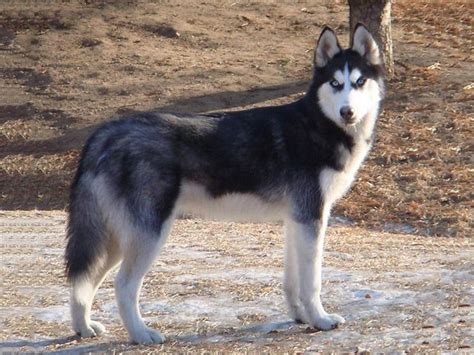 Husky Siberiano Fotos Y Características Razas De Perros